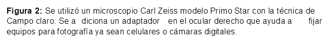 Figura 2: Se utilizó un microscopio Carl Zeiss modelo Primo Star con la técnica de Campo claro. Se adiciona un adaptador en el ocular derecho que ayuda a fijar equipos para fotografía ya sean celulares o cámaras digitales.