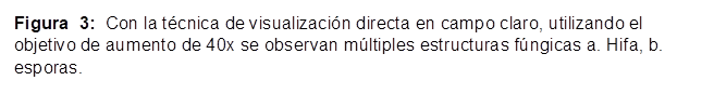 Figura 3: Con la técnica de visualización directa en campo claro, utilizando el objetivo de aumento de 40x se observan múltiples estructuras fúngicas a. Hifa, b. esporas.