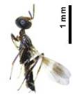 Un insecto con alas en fondo blanco

Descripción generada automáticamente con confianza media