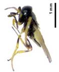 Un insecto en un fondo blanco

Descripción generada automáticamente con confianza media