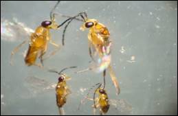 Parasitoide P