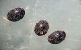 Coccinelidos 