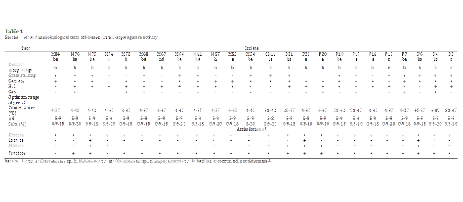 Table 1
Biochemical and microbiological tests of bacteria with L-asparaginase activity 

Test	Isolate
	M84
ba	M76 
ba	M75
ba	M74
m	M72
h	M68
ba	M67
nd	M64
ba	M62
ba	M57
h	M55
e	M54
ba	CH11
ba	P31
ba	P23
e	P20
e	P19
ba	P17
e	P16
e	P13
s	P7 
ba	P6 
ba	P4 
ba	P2
s
Celular morphology	b	b	b	b	b	b	b	b	b	b	b	b	b	b	b	b	b	b	b	c	b	b	b	c
Gram staining	+	+	+	-	-	+	-	+	+	-	-	+	+	+	-	-	+	-	-	+	+	+	+	+
Catalase	+	+	+	-	+	+	-	+	+	+	+	+	+	+	+	+	+	+	+	-	+	+	+	+
H2S	-	+	+	+	+	+	+	+	+	+	+	-	-	+	+	+	+	-	+	+	-	-	+	+
Gas	-	+	-	-	+	-	-	-	+	-	-	+	-	-	+	+	-	+	-	-	+	-	+	-
Optimum range of growth: 	
Temperature (°C)	4-37	4-42	4-42	4-42	4-37	4-37	4-37	4-37	4-37	4-37	4-42	4-42	30-42	20-37	4-37	4-37	20-42	20-37	4-37	4-37	4-37	30-37	4-37	30-37
pH	5-9	5-9	5-9	5-9	5-9	5-9	5-9	5-9	5-9	5-9	5-9	5-9	5-8	5-9	5-9	5-9	5-9	5-9	5-9	5-9	5-9	5-9	5-9	5-9
Salts (%)	0.9-15	0.9-20	0.9-15	0.9-20	0.9-15	0.9-15	0.9-15	0.9-20	0.9-15	0.9-20	0.9-15	5-20	0.9-20	0.9-15	0.9-10	0.9-10	0.9-15	0.9-10	0.9-15	0.9-20	0.9-15	0.9-15	0.9-20	0.9-10
	Assimilation of:
Glucose	+	+	+	+	+	+	+	+	+	+	+	+	+	+	+	+	+	+	+	+	+	+	+	+
Lactose	-	-	+	-	+	-	-	-	-	-	-	+	-	-	+	-	-	-	+	-	-	+	-	+
Maltose	-	-	+	+	-	-	-	-	-	-	-	+	+	+	+	+	+	+	+	-	+	+	-	+
Fructose	-	+	+	-	+	+	+	+	+	+	+	+	+	+	+	+	+	+	+	+	+	+	+	+
ba: Bacillus sp., e: Enterobacter sp., h: Halomonas sp., m: Marinobacter sp., s: Staphylococcus sp., b: bacillus, c: coccus, nd: not determined.

