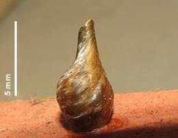 Caracol sobre una superficie de madera

Descripción generada automáticamente con confianza baja