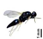 Un insecto en un fondo blanco

Descripción generada automáticamente