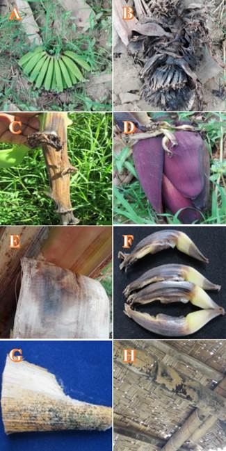 Imagen que contiene foto, diferente, pájaro, alimentos

Descripción generada automáticamente