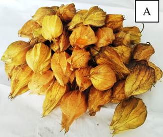 Un par de papas fritas

El contenido generado por IA puede ser incorrecto.