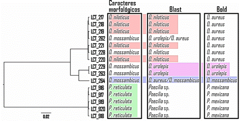 Arbol comparativo morfologia, blast y bold.png