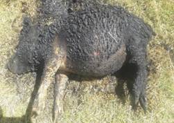 Animal parado en el pasto

Descripción generada automáticamente
