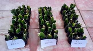 Una venta de verduras

Descripción generada automáticamente con confianza media