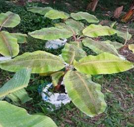 Un jardín con plantas verdes

El contenido generado por IA puede ser incorrecto.