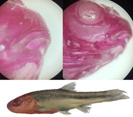 Un conjunto de imágenes de una persona

El contenido generado por IA puede ser incorrecto.