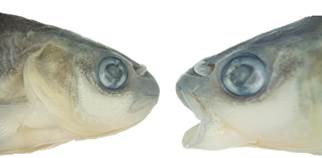 Imagen que contiene animal, pez

El contenido generado por IA puede ser incorrecto.