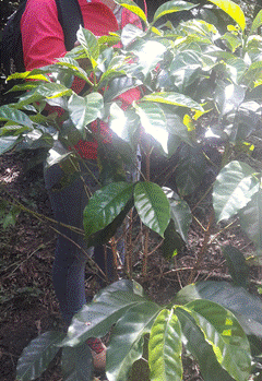 Un par de personas en un jardín

El contenido generado por IA puede ser incorrecto.