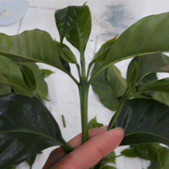 Un florero verde con una flor en la mano

El contenido generado por IA puede ser incorrecto.