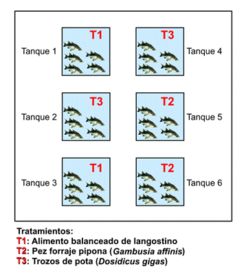 Esquema del experimento de alimentación de robalos.png