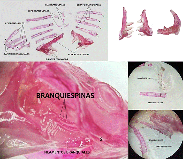 Diagrama

El contenido generado por IA puede ser incorrecto.