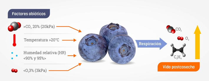 Imagen que contiene Diagrama
El contenido generado por IA puede ser incorrecto.
