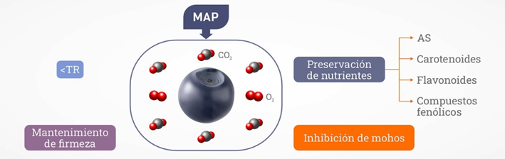 Diagrama
El contenido generado por IA puede ser incorrecto.