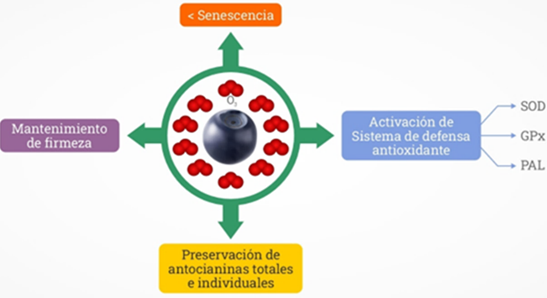 Diagrama
El contenido generado por IA puede ser incorrecto.
